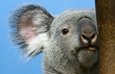 Karmic Koala